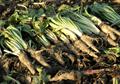 Common chicory